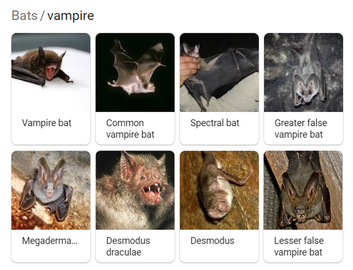 Different-Types-Of-Vampire-Bats