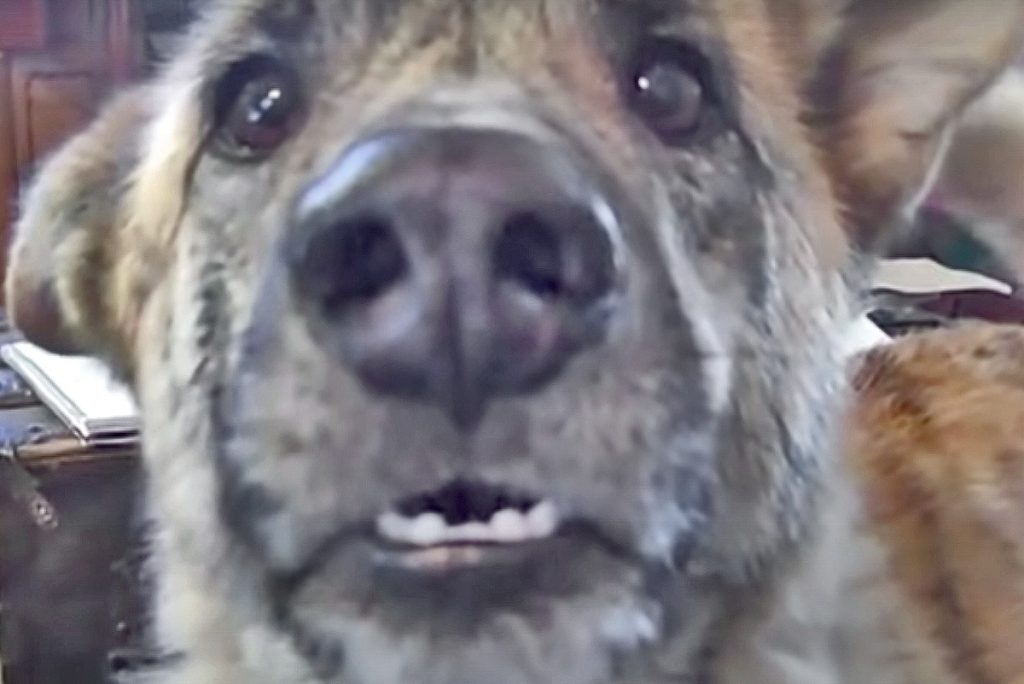 THE ULTIMATE DOG TEASE The Howler Monkey